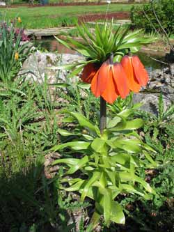 Photo 2 de la plante Fritillaria imperialis 