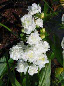 Gros plan sur une Sagittaria japonica var. flora pleno