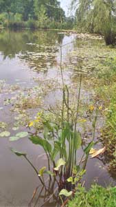 Alisma plantago 1 : Plant d'Alisma plantago spontané en étang