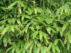 bambou Phyllostachys (1)