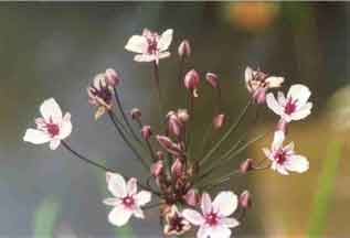 Butomus umbellatus (jonc fleuri) en fleur
