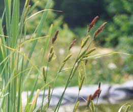 Photo 2 : Carex acutiformis (Laîche des marais)