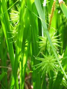 Photo 3 : Carex grayi (Laîche massue)