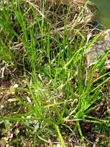 Carex muskingumensis 1