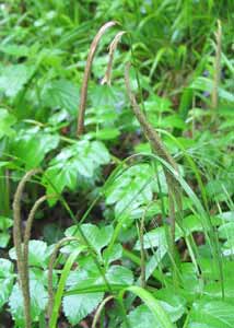 Photo 1 : Carex pendula (Laîche à épis pendants)