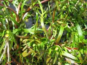 Photo 1 :  Cotula coronopifolia (Corne de Cerf)