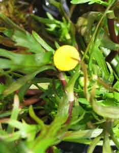 Photo 2 :  Cotula coronopifolia (Corne de Cerf)