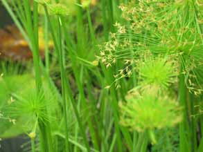 Photo 2 : Cyperus papyrus (Papyrus du Nil) 