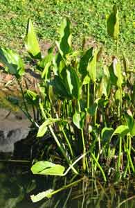 Photo 2 de la plante Echinodorus macrophylla