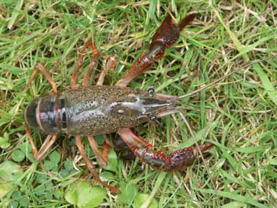 Procambarus clarkii - écrevisse de Louisiane