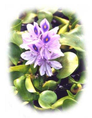 Eichhornia crassipes - Jacinthe d'eau