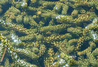 Photo 1 : Elodea crispa