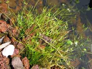 Isoetes lacustris (Isoète des lacs) - photo 2