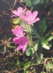 Photo 2 de Geranium palustris (Géranium palustre)