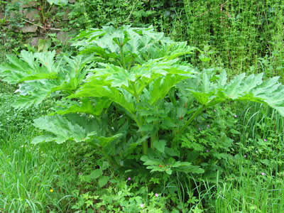 Photo de la plante Heracleum mantegazzianum (Berce du Caucase)