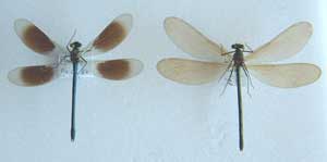 Calopteryx splendens (mâle et femelle)