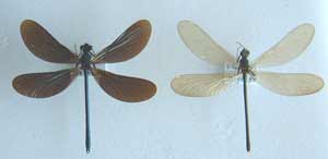 Calopteryx virgo (mâle et femelle)