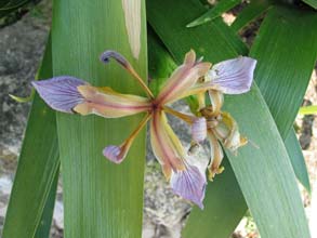 Photo 2 : Iris foetidissima (Iris fétide)
