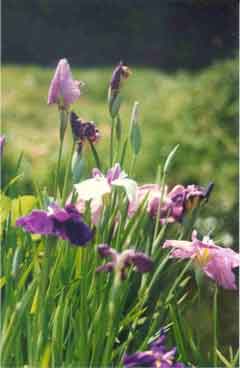 Iris ensata (synonyme kaempferi)