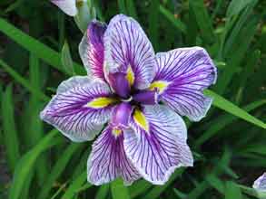 Photo 2 :  Iris kaempferi (Iris japonais)
