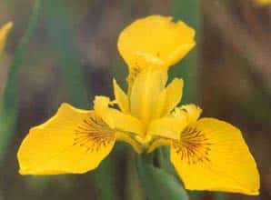 Photo de la plante aquatique Iris pseudacorus (Iris des marais)