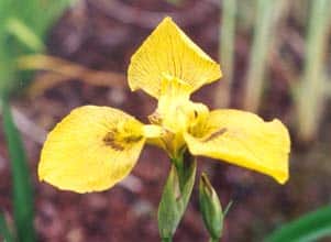 Photo de la plante aquatique Iris pseudacorus (Iris des marais).
Variété : Roy Davidson grandes fleurs foncées nervures brunes 