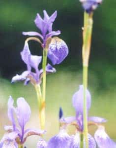 Photo de la plante Iris sibirica  (Iris de Sibérie) (3)