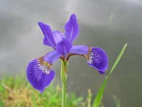 Photo de la plante Iris sibirica  (Iris de Sibérie) (2)