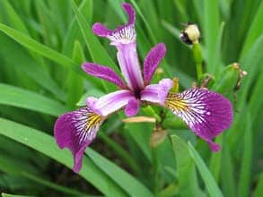 Iris versicolor plante aquatique (3)
