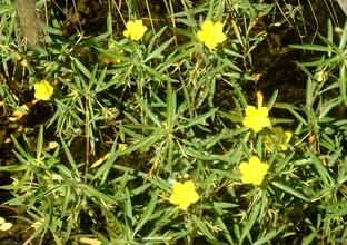 Jussieua grandiflora (1)