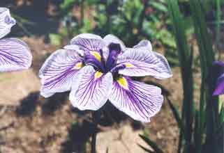 Iris kaempferi (syn. ensata)