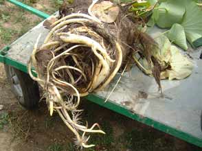 racines, rhizome et " bananes " de lotus
