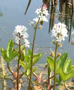 2 : Menyanthes trifoliata (Trèfle d'eau)