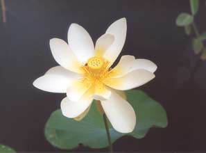 Photo 3 : plante aquatique Nelumbo nucifera (Lotus sacré) 
Reportage photo