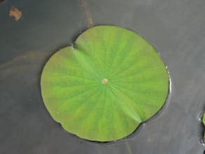 Photo 5 : plante aquatique Nelumbo nucifera (Lotus sacré) 
Reportage photo