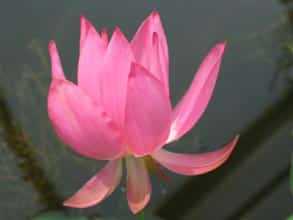Fleur simple de lotus rouge