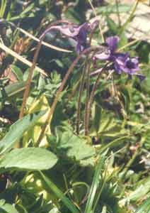Photo 2 de la plante carnivore Pinguicula vulgaris (Grassette commune)