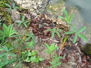 Potentilla palustris (1)