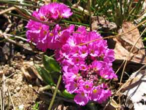 Primula denticulata rose (Primevère denticulée)