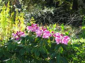 Jeune rhododendron en fleurs