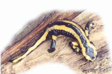 Salamandre maculée (Salamandra salamandra)