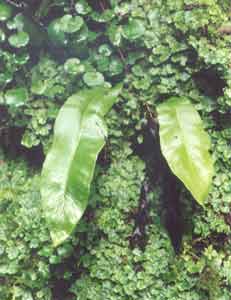 Phyllitis scolopendrium (Fougère Scolopendre) 