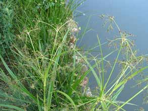 Photo de la plante Scirpus sylvaticus (Scirpe des bois) au bord d'un bassin