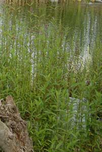 Gros plan sur la Stachys palustris (Épiaire des marais) au bord de l'eau