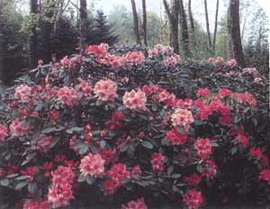 Massif de rhododendrons en fleurs