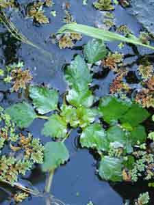 Photo de la plante aquatique Trapa natans (2) - (Châtaigne d'eau)