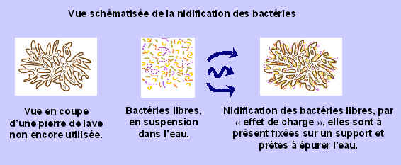 Vue schématisées de la nidification des bactéries sur pierre de lave et pierre ponce
