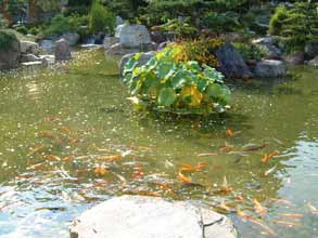 bassin à koi jardin japonais monaco