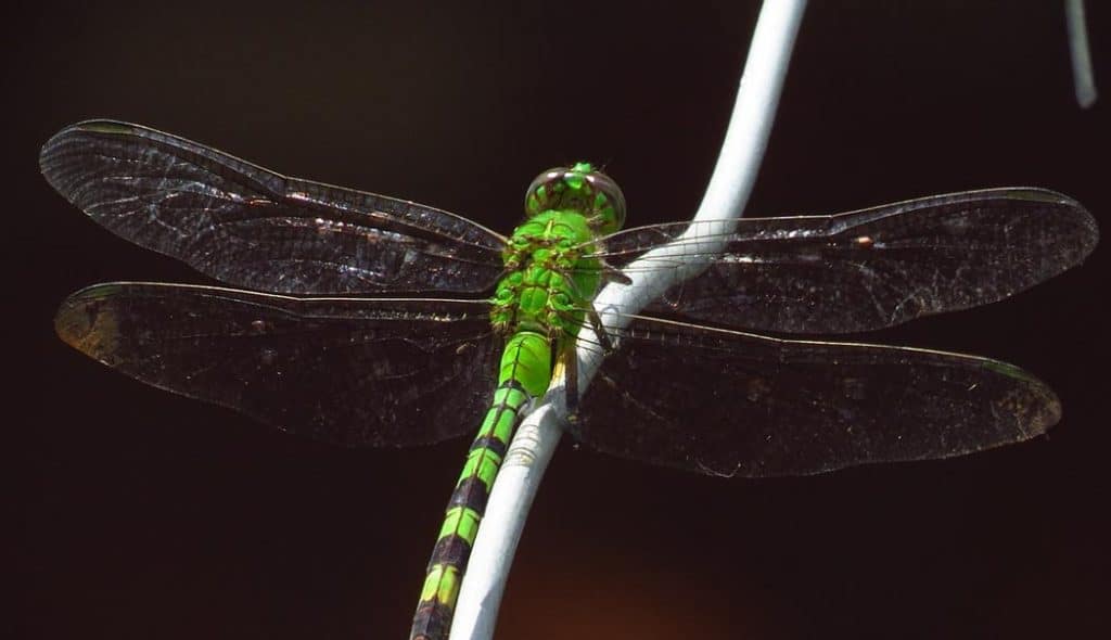 Gros plan sur une belle libellule verte