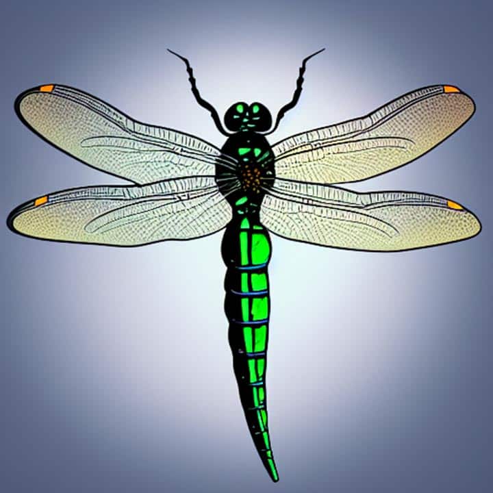 illustration d'une libellule